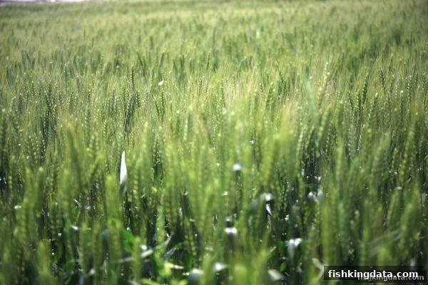 捕鱼王水果机首存优惠全攻略：规则、时间与操作指南