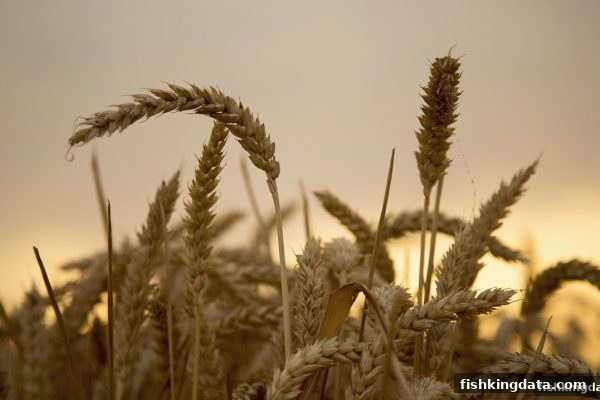 威廉希尔新手福利包全攻略——捕鱼王教你玩转开云体育